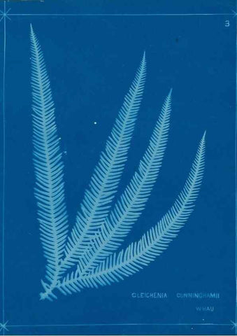 Reproducción/Reproduction 49805924576: [New Zealand ferns]. Auckland, New ZealandDobbie, H. B.1880. 