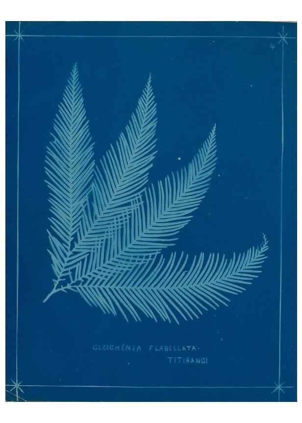 Reproducción/Reproduction 49806234477: [New Zealand ferns]. Auckland, New ZealandDobbie, H. B.1880. 