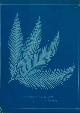 Reproducción/Reproduction 49806234477: [New Zealand ferns]. Auckland, New ZealandDobbie, H. B.1880. 