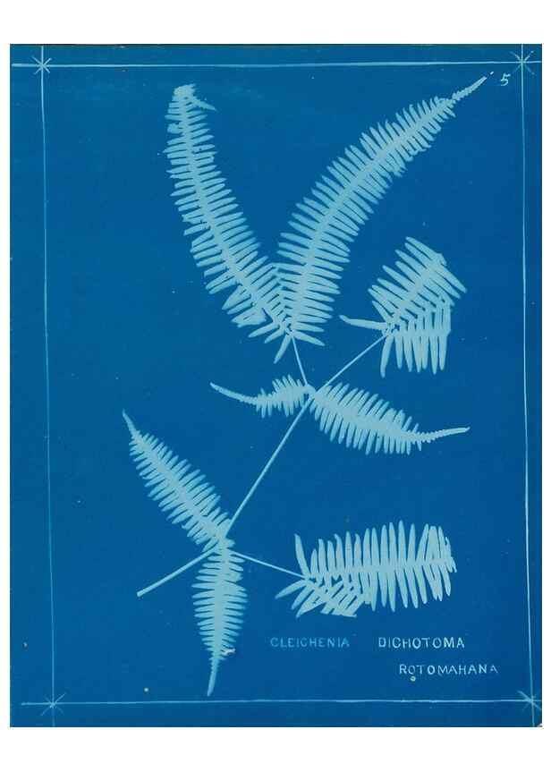 Reproducción/Reproduction 49806234822: [New Zealand ferns]. Auckland, New ZealandDobbie, H. B.1880. 