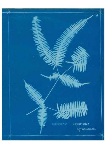 Reproducción/Reproduction 49806234822: [New Zealand ferns]. Auckland, New ZealandDobbie, H. B.1880. 