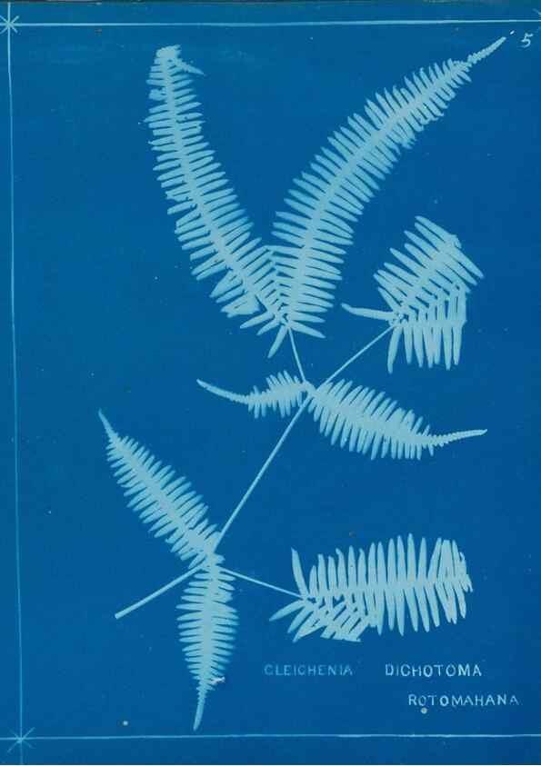Reproducción/Reproduction 49806234822: [New Zealand ferns]. Auckland, New ZealandDobbie, H. B.1880. 