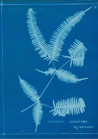Reproducción/Reproduction 49806234822: [New Zealand ferns]. Auckland, New ZealandDobbie, H. B.1880. 