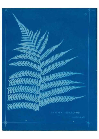 Reproducción/Reproduction 49806235102: [New Zealand ferns]. Auckland, New ZealandDobbie, H. B.1880. 