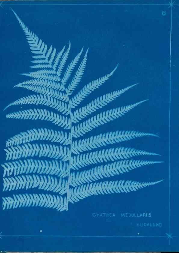 Reproducción/Reproduction 49806235102: [New Zealand ferns]. Auckland, New ZealandDobbie, H. B.1880. 