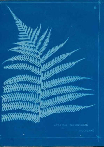 Reproducción/Reproduction 49806235102: [New Zealand ferns]. Auckland, New ZealandDobbie, H. B.1880. 