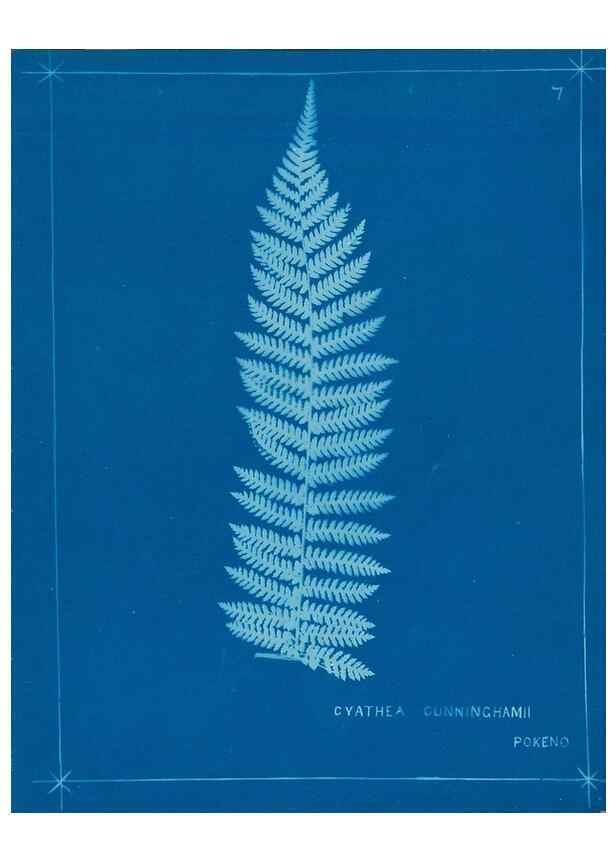 Reproducción/Reproduction 49805370143: [New Zealand ferns]. Auckland, New ZealandDobbie, H. B.1880. 