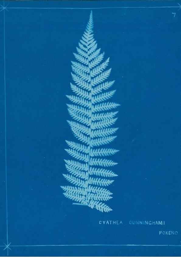 Reproducción/Reproduction 49805370143: [New Zealand ferns]. Auckland, New ZealandDobbie, H. B.1880. 