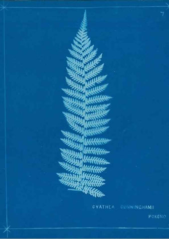 Reproducción/Reproduction 49805370143: [New Zealand ferns]. Auckland, New ZealandDobbie, H. B.1880. 