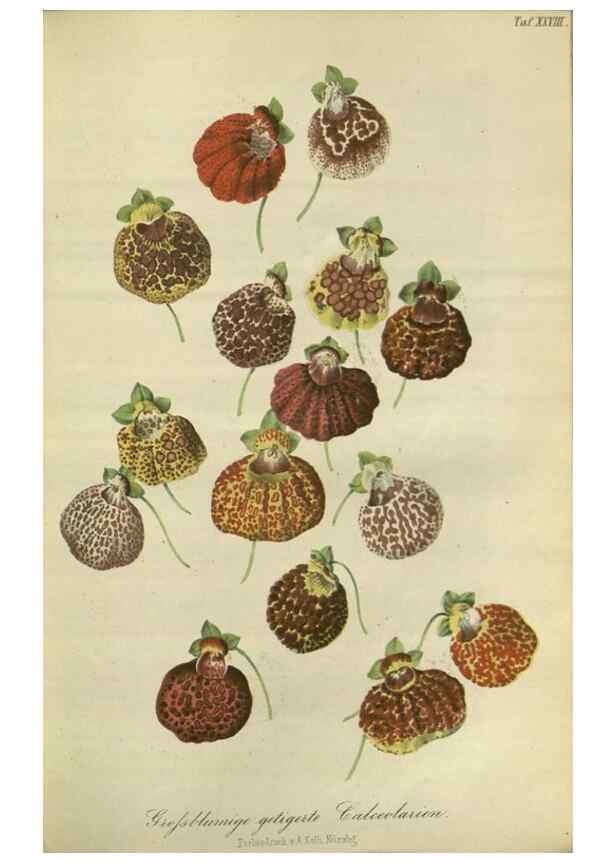 Reproducción/Reproduction 49802294773: Gartenflora.. Erlangen :F. Enke,1852-1940.. 