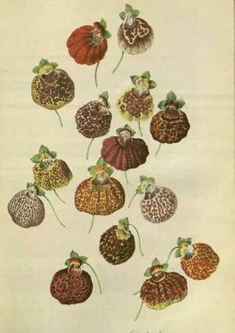 Reproducción/Reproduction 49802294773: Gartenflora.. Erlangen :F. Enke,1852-1940.. 