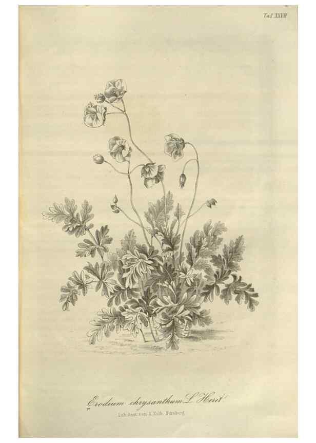 Reproducción/Reproduction 49803149612: Gartenflora.. Erlangen :F. Enke,1852-1940.. 