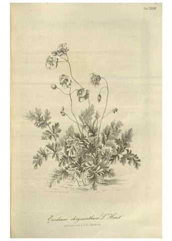 Reproducción/Reproduction 49803149612: Gartenflora.. Erlangen :F. Enke,1852-1940.. 
