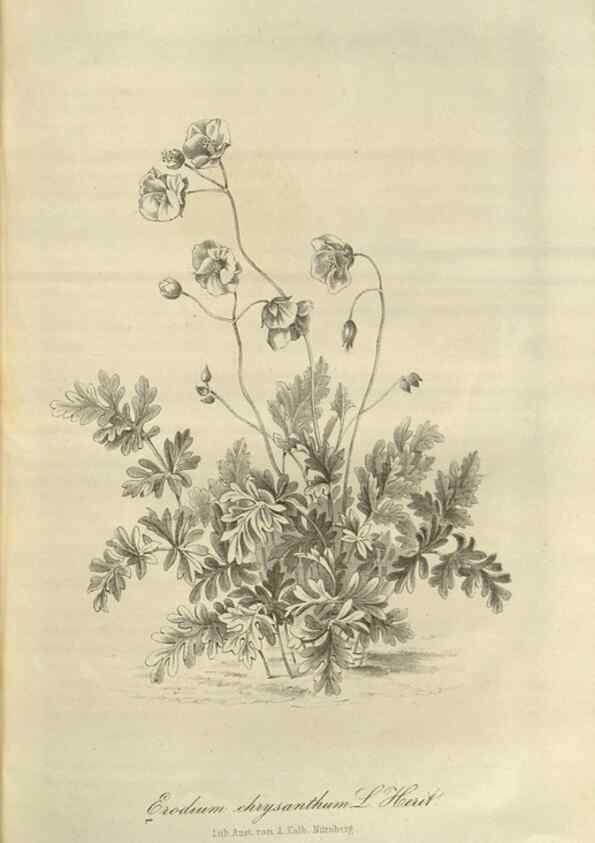 Reproducción/Reproduction 49803149612: Gartenflora.. Erlangen :F. Enke,1852-1940.. 