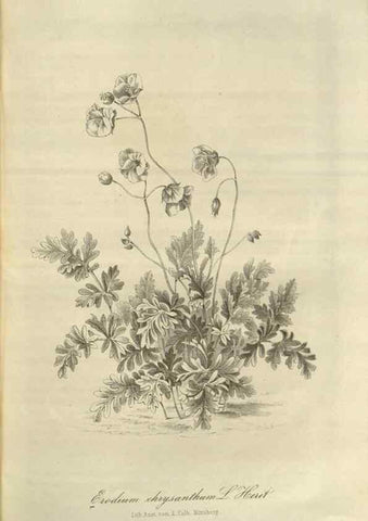 Reproducción/Reproduction 49803149612: Gartenflora.. Erlangen :F. Enke,1852-1940.. 