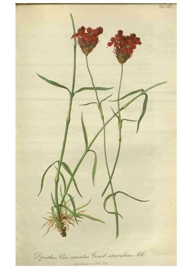 Reproducción/Reproduction 49802294008: Gartenflora.. Erlangen :F. Enke,1852-1940.. 