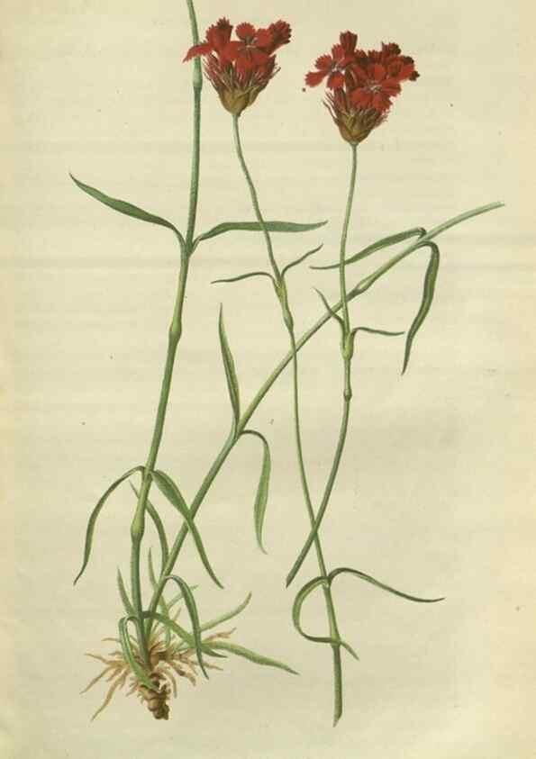 Reproducción/Reproduction 49802294008: Gartenflora.. Erlangen :F. Enke,1852-1940.. 