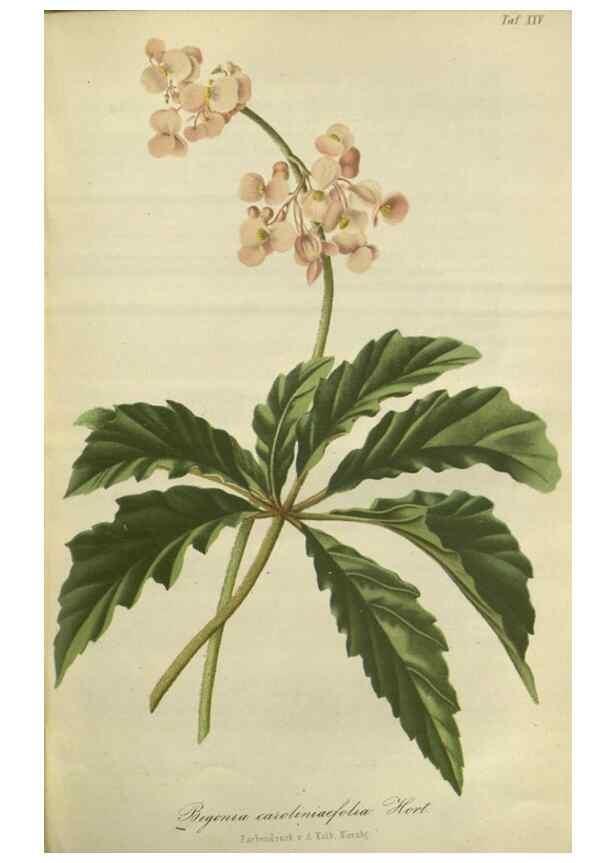 Reproducción/Reproduction 49802293688: Gartenflora.. Erlangen :F. Enke,1852-1940.. 
