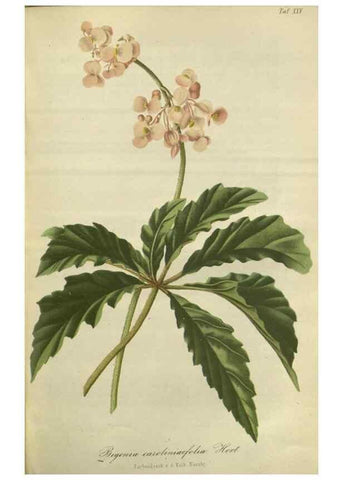 Reproducción/Reproduction 49802293688: Gartenflora.. Erlangen :F. Enke,1852-1940.. 