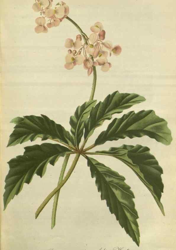 Reproducción/Reproduction 49802293688: Gartenflora.. Erlangen :F. Enke,1852-1940.. 