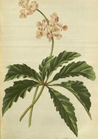 Reproducción/Reproduction 49802293688: Gartenflora.. Erlangen :F. Enke,1852-1940.. 