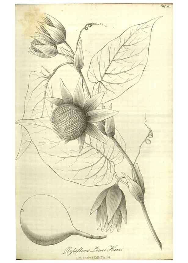 Reproducción/Reproduction 49803141897: Gartenflora.. Erlangen :F. Enke,1852-1940.. 