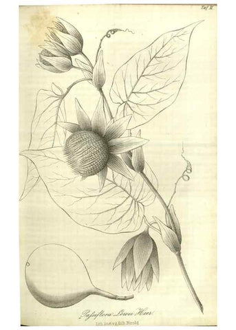 Reproducción/Reproduction 49803141897: Gartenflora.. Erlangen :F. Enke,1852-1940.. 