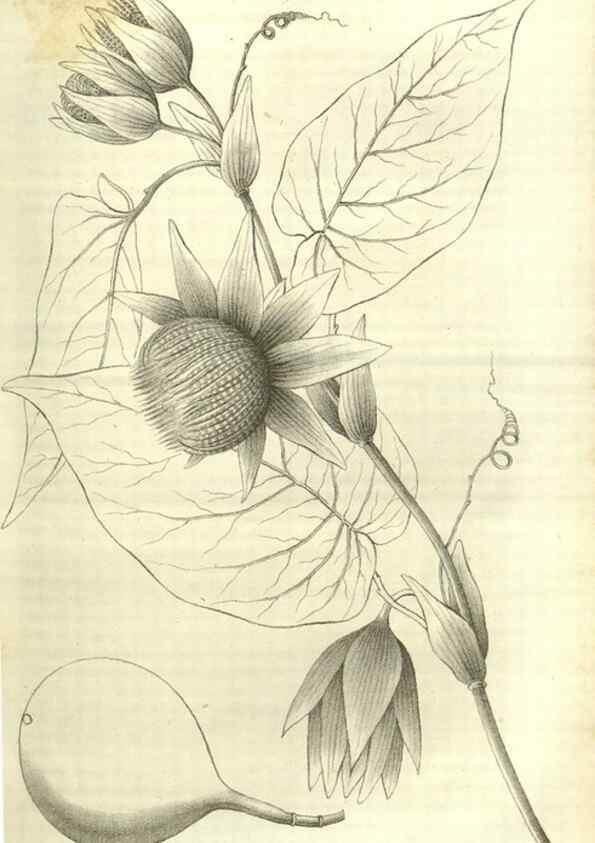 Reproducción/Reproduction 49803141897: Gartenflora.. Erlangen :F. Enke,1852-1940.. 