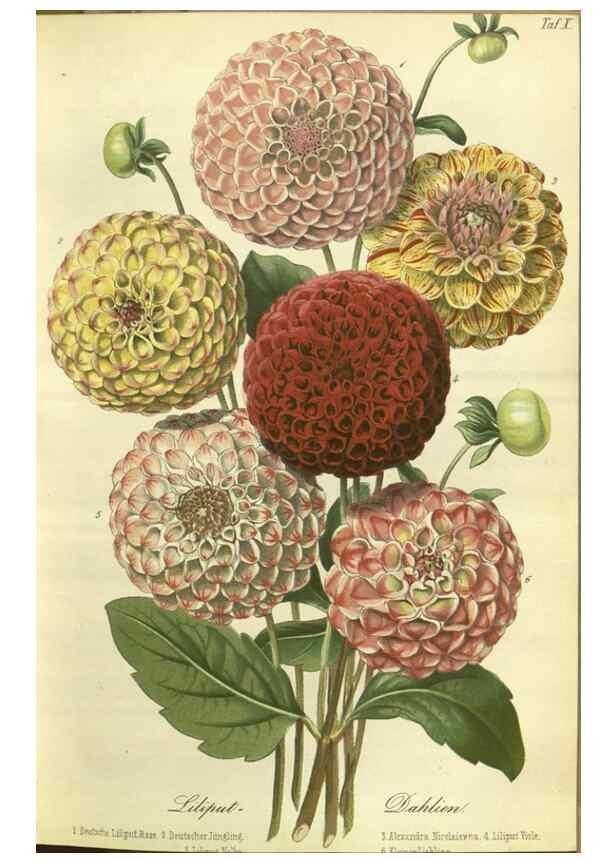 Reproducción/Reproduction 49802840086: Gartenflora.. Erlangen :F. Enke,1852-1940.. 