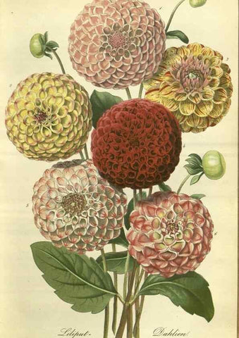 Reproducción/Reproduction 49802840086: Gartenflora.. Erlangen :F. Enke,1852-1940.. 