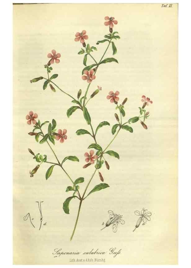 Reproducción/Reproduction 49802288023: Gartenflora.. Erlangen :F. Enke,1852-1940.. 