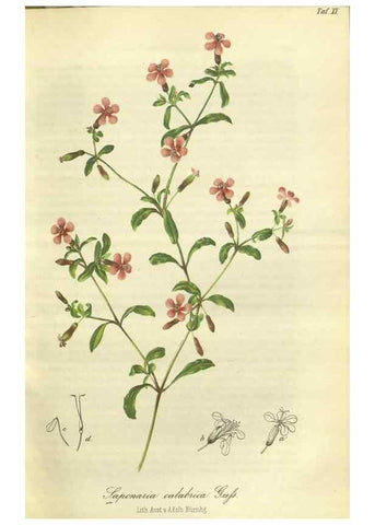 Reproducción/Reproduction 49802288023: Gartenflora.. Erlangen :F. Enke,1852-1940.. 