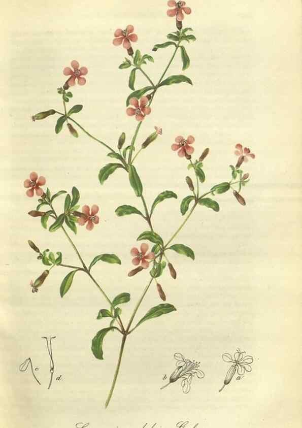 Reproducción/Reproduction 49802288023: Gartenflora.. Erlangen :F. Enke,1852-1940.. 