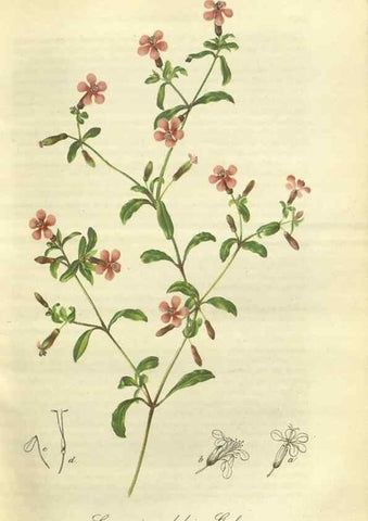 Reproducción/Reproduction 49802288023: Gartenflora.. Erlangen :F. Enke,1852-1940.. 