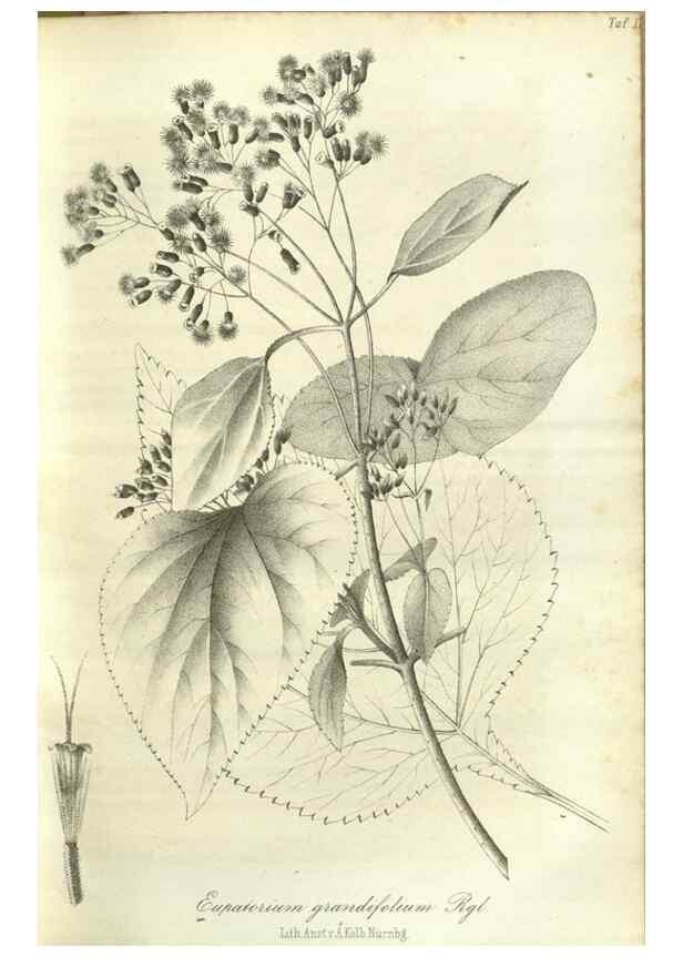 Reproducción/Reproduction 49802841156: Gartenflora.. Erlangen :F. Enke,1852-1940.. 