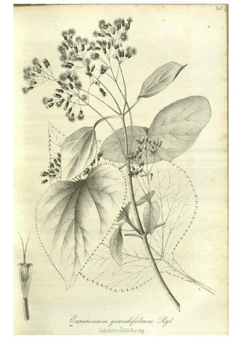 Reproducción/Reproduction 49802841156: Gartenflora.. Erlangen :F. Enke,1852-1940.. 