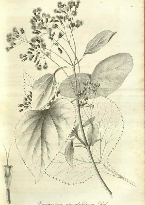 Reproducción/Reproduction 49802841156: Gartenflora.. Erlangen :F. Enke,1852-1940.. 
