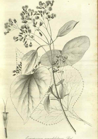 Reproducción/Reproduction 49802841156: Gartenflora.. Erlangen :F. Enke,1852-1940.. 