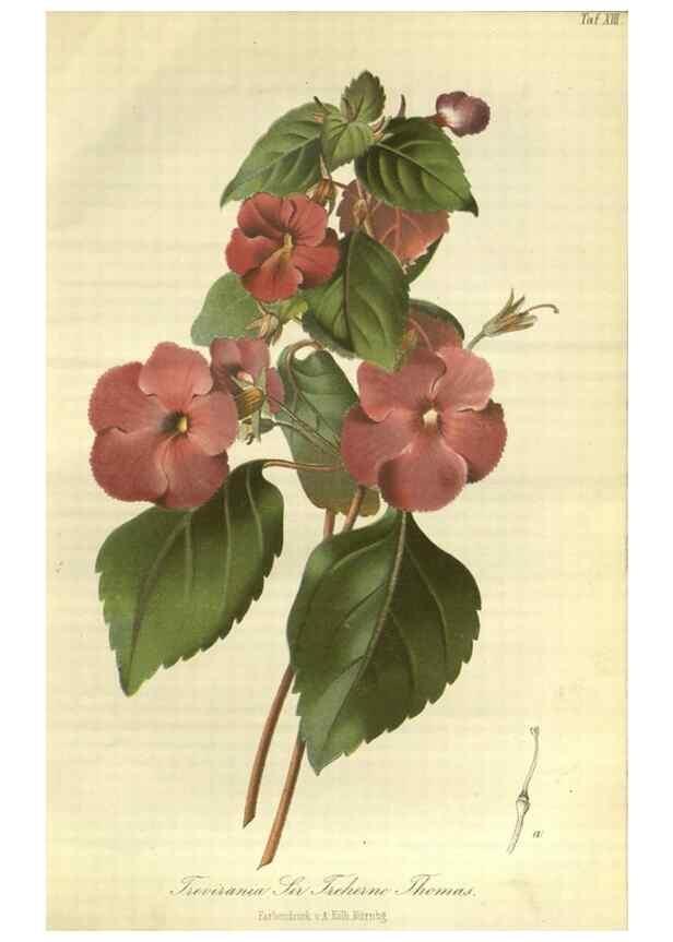 Reproducción/Reproduction 49802288863: Gartenflora.. Erlangen :F. Enke,1852-1940.. 
