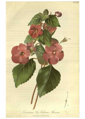 Reproducción/Reproduction 49802288863: Gartenflora.. Erlangen :F. Enke,1852-1940.. 