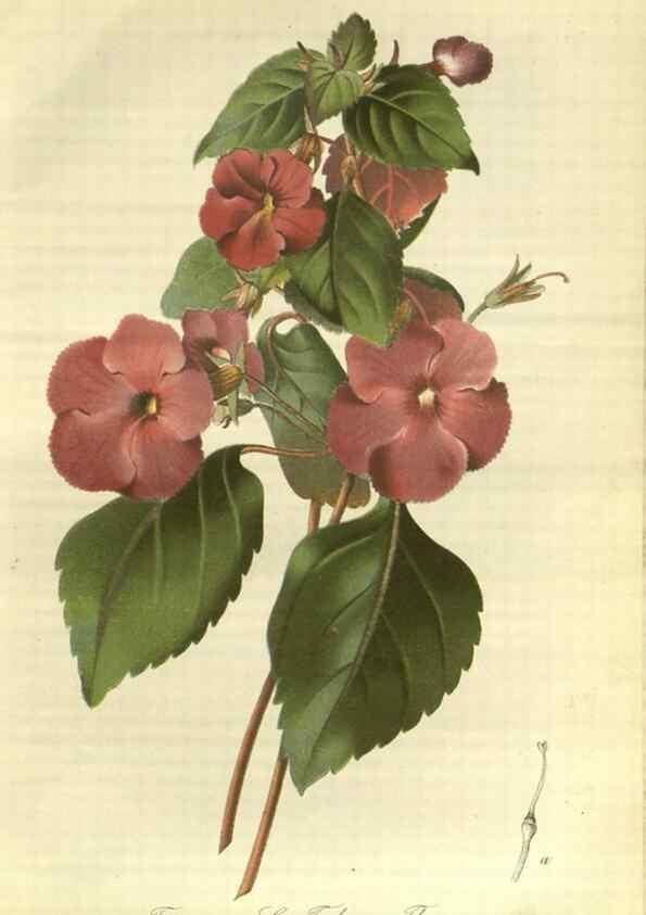 Reproducción/Reproduction 49802288863: Gartenflora.. Erlangen :F. Enke,1852-1940.. 