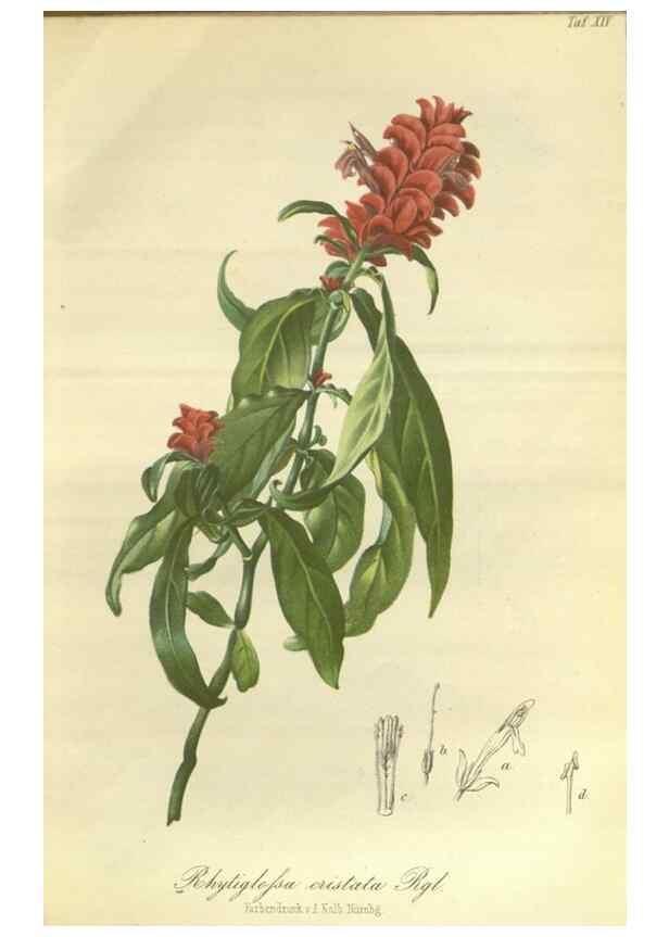 Reproducción/Reproduction 49802841941: Gartenflora.. Erlangen :F. Enke,1852-1940.. 