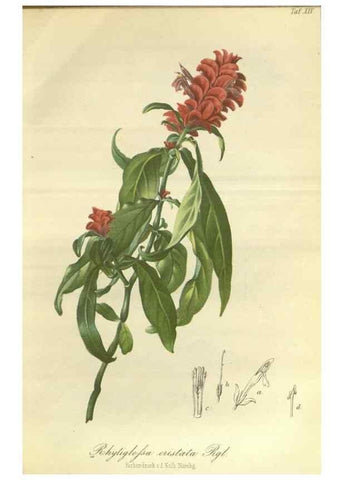 Reproducción/Reproduction 49802841941: Gartenflora.. Erlangen :F. Enke,1852-1940.. 
