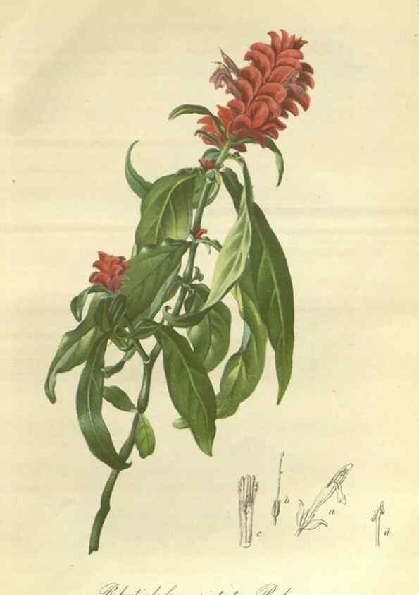 Reproducción/Reproduction 49802841941: Gartenflora.. Erlangen :F. Enke,1852-1940.. 