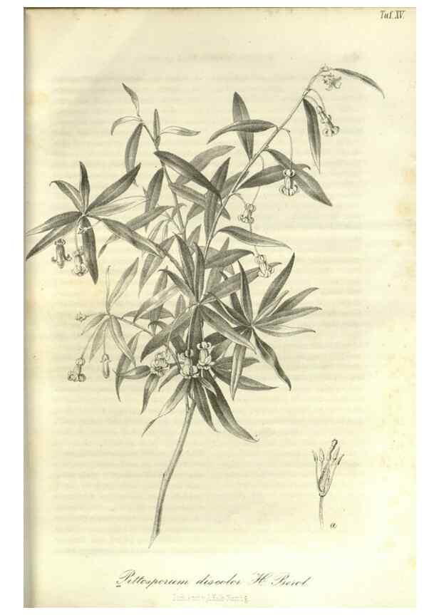Reproducción/Reproduction 49802289758: Gartenflora.. Erlangen :F. Enke,1852-1940.. 