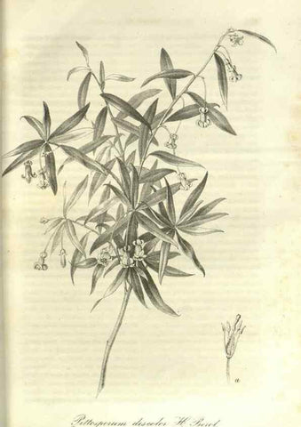 Reproducción/Reproduction 49802289758: Gartenflora.. Erlangen :F. Enke,1852-1940.. 