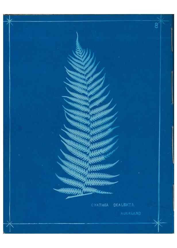 Reproducción/Reproduction 49805370523: [New Zealand ferns]. Auckland, New ZealandDobbie, H. B.1880. 