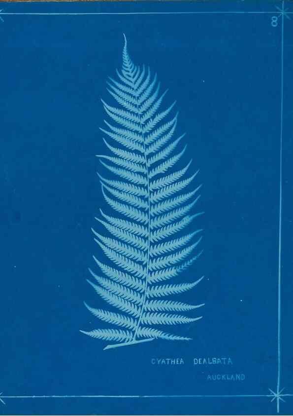 Reproducción/Reproduction 49805370523: [New Zealand ferns]. Auckland, New ZealandDobbie, H. B.1880. 