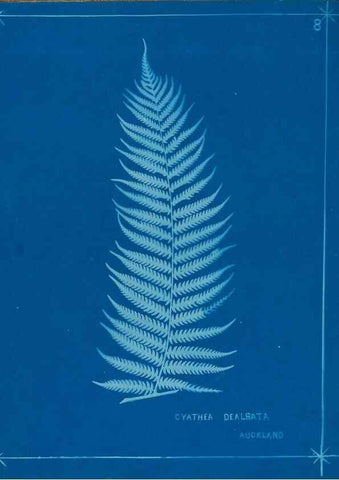 Reproducción/Reproduction 49805370523: [New Zealand ferns]. Auckland, New ZealandDobbie, H. B.1880. 