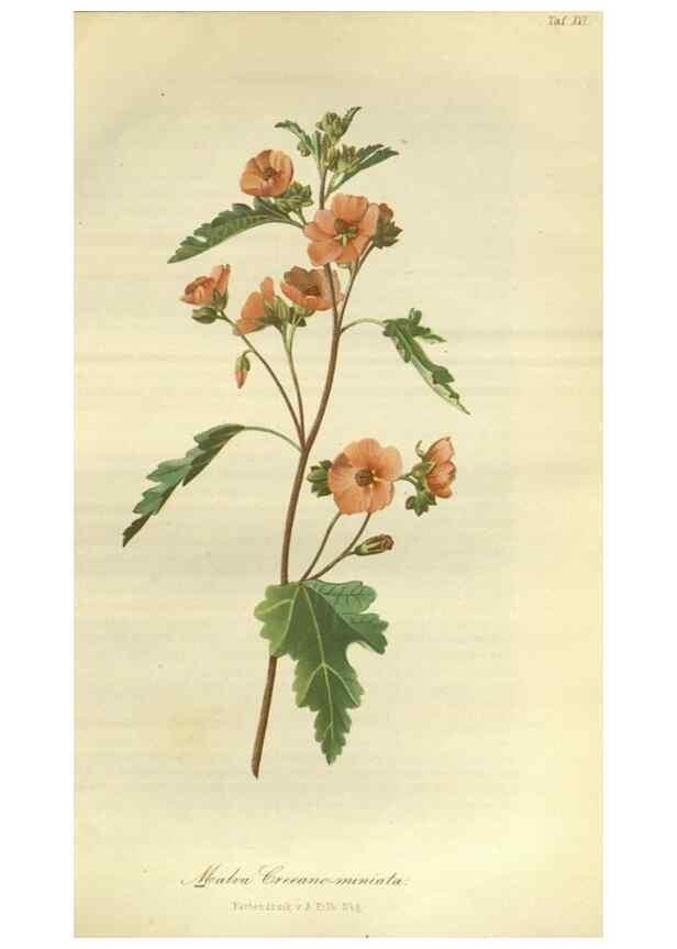 Reproducción/Reproduction 49802290223: Gartenflora.. Erlangen :F. Enke,1852-1940.. 